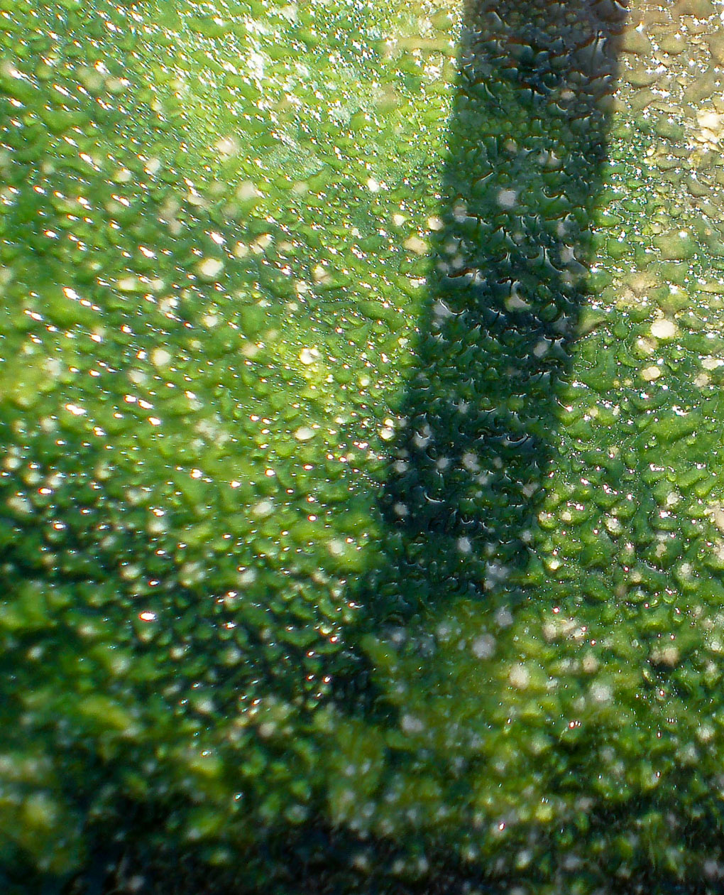 Green Tree Shadow