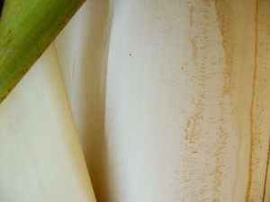 Palm Leaf VIII