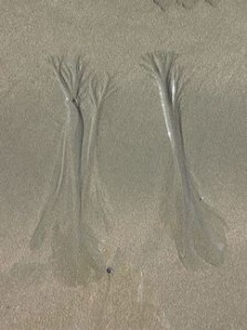 Sand Trees
