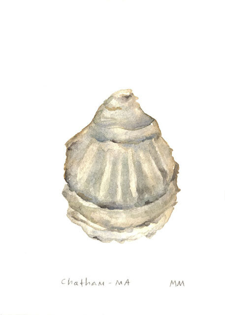 Original Watercolor Painting of Oyster by Megan McCutcheon